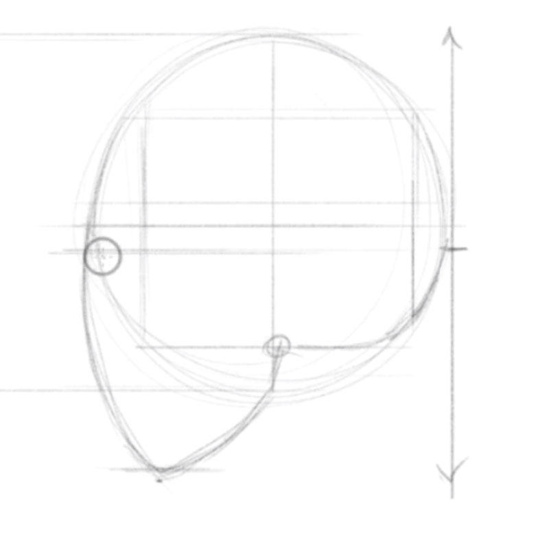 How to Draw a Face  Facial Proportions