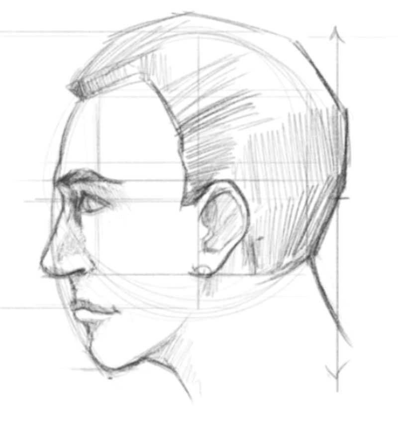 How To Draw A Face Facial Proportions