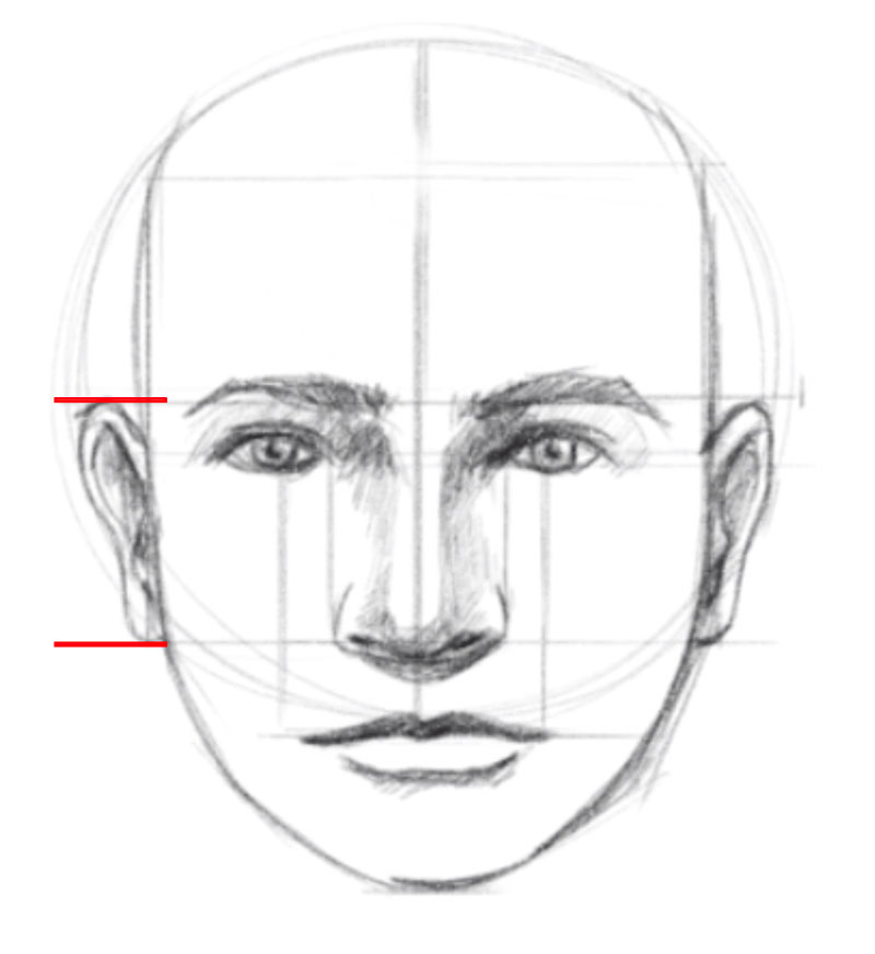 How To Draw A Face Facial Proportions