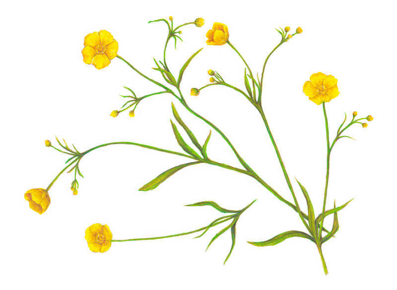 Botanical illustration of buttercup flowers with colored pencils and markers