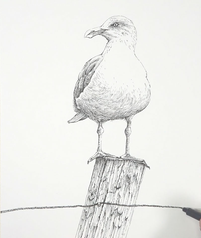 Pen and ink drawing of a seagull on a fence post
