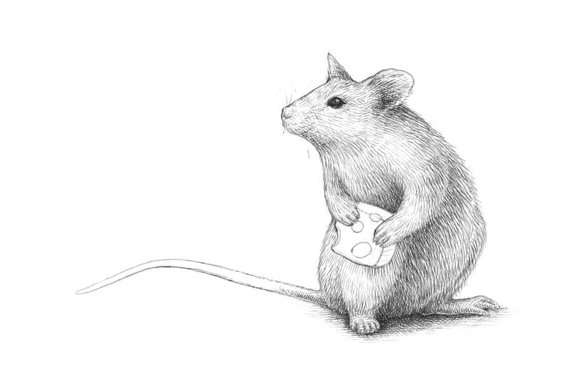 Adding hatching to the body of the mouse with pen and ink