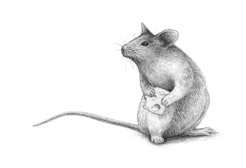 Refining the pen and ink drawing of the mouse