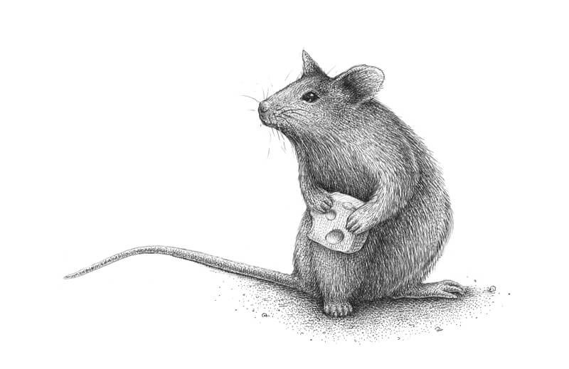 Pen and ink drawing of a mouse with cheese