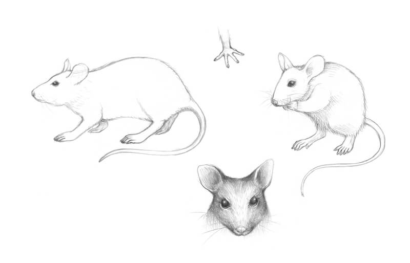 Computer mouse Drawing Presentation Rat, mouse, child, mammal png | PNGEgg