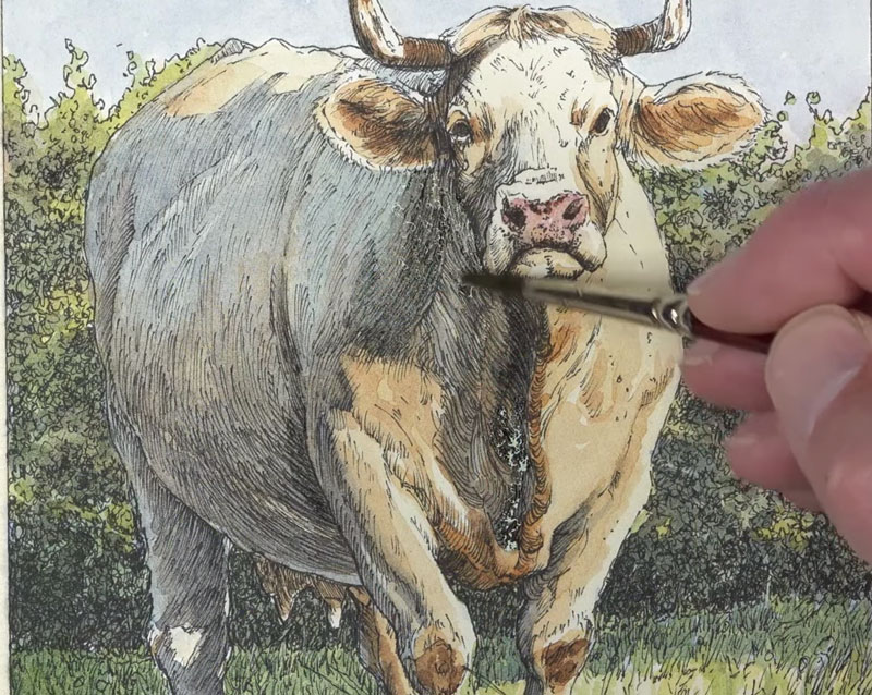 Strengthening the shadows on the body of the cow