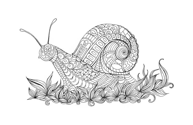Stylized contour line drawing of a snail