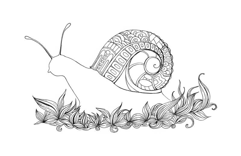 Drawing more patterns on the shell of the snail