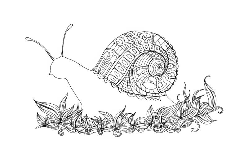 Drawing of a snail shell with patterns