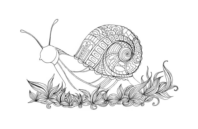 Enhancing the the edges of the snail's body