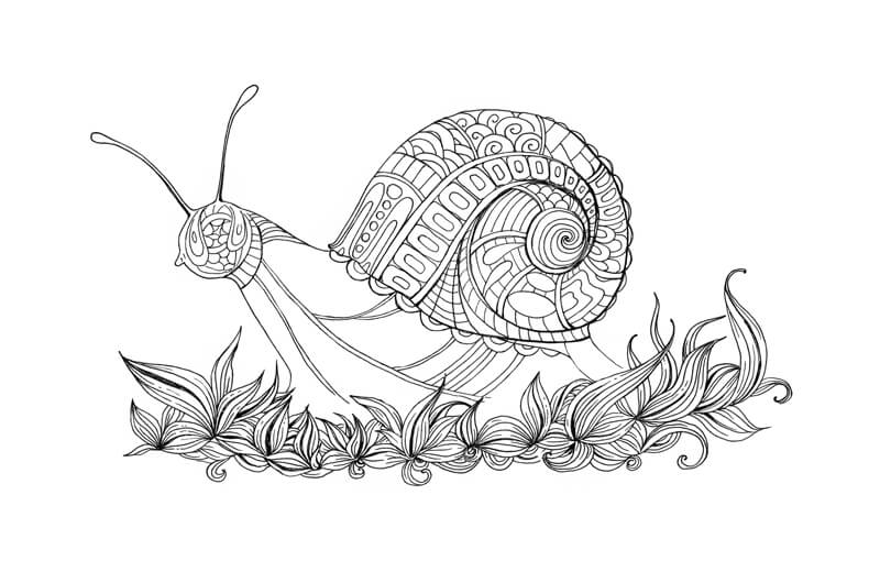 Drawing patterns on the head of the snail