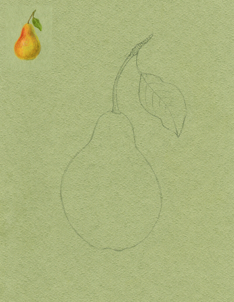 Pencil sketch of the contours of the pear