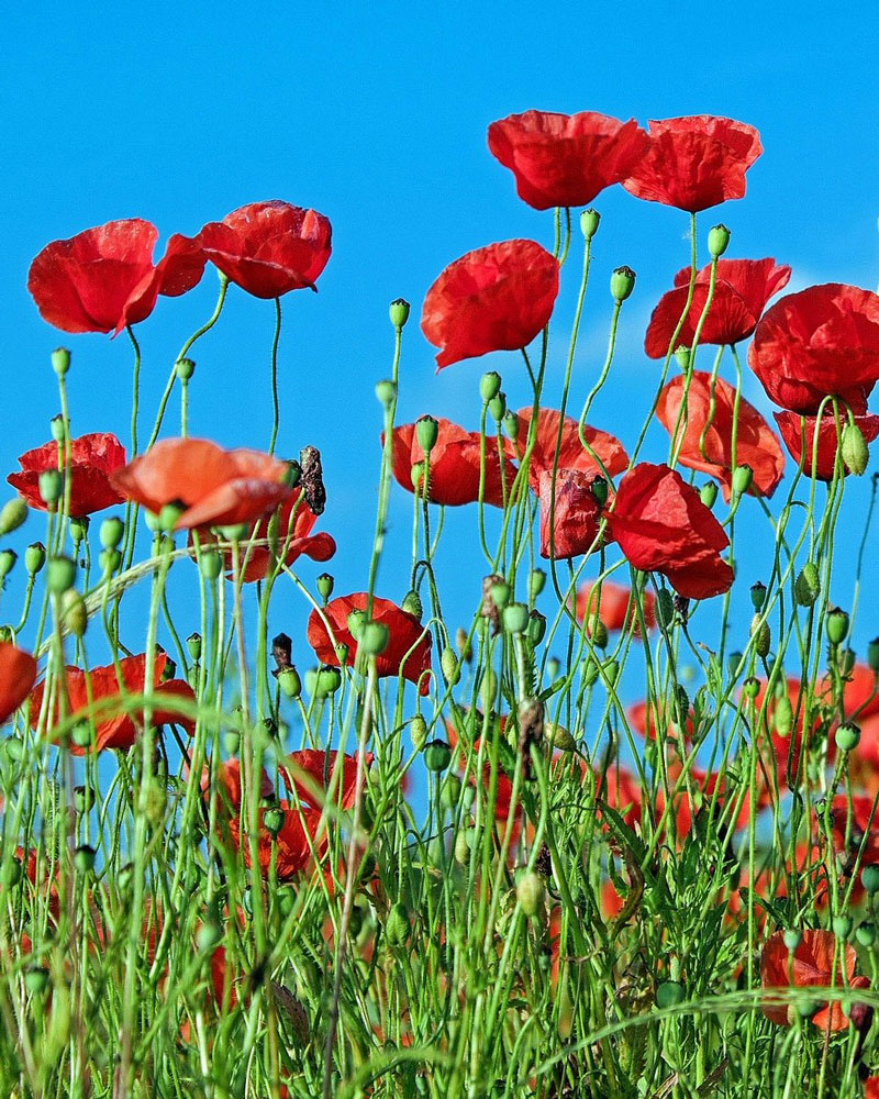 oil pastel poppies