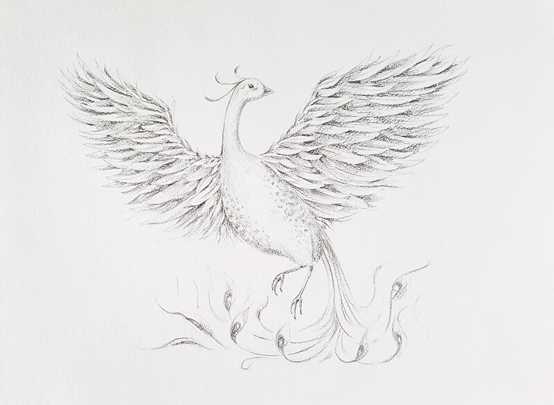 phoenix bird drawings in pencil