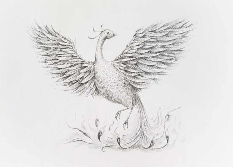 phoenix bird drawings in pencil