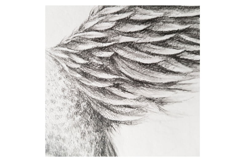 How to Draw a Phoenix with Water-Soluble Graphite Pencils