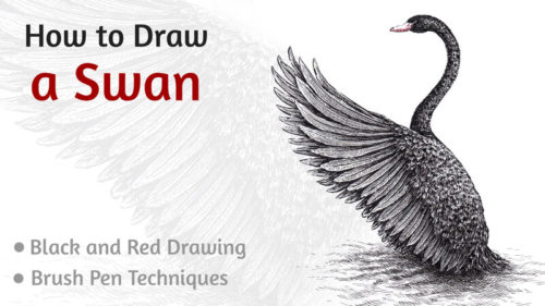 Brush Pen Techniques: How to Draw a Black Swan