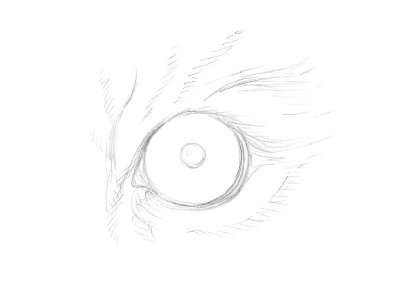 Pencil sketch of a tiger eye