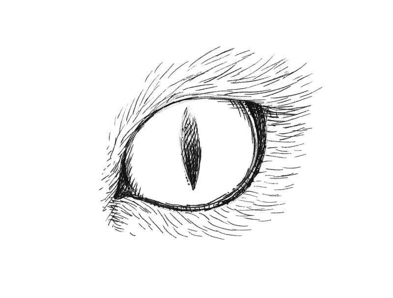 How to illustrate animal eyes | Website Design in Oakville, Burlington,  Milton, Port Credit