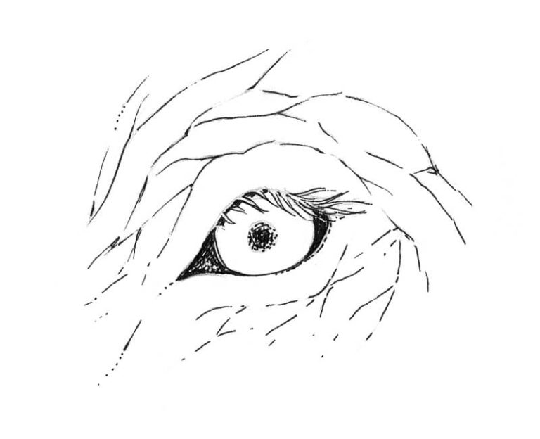 How to Draw Animal Eyes with Pen and Ink