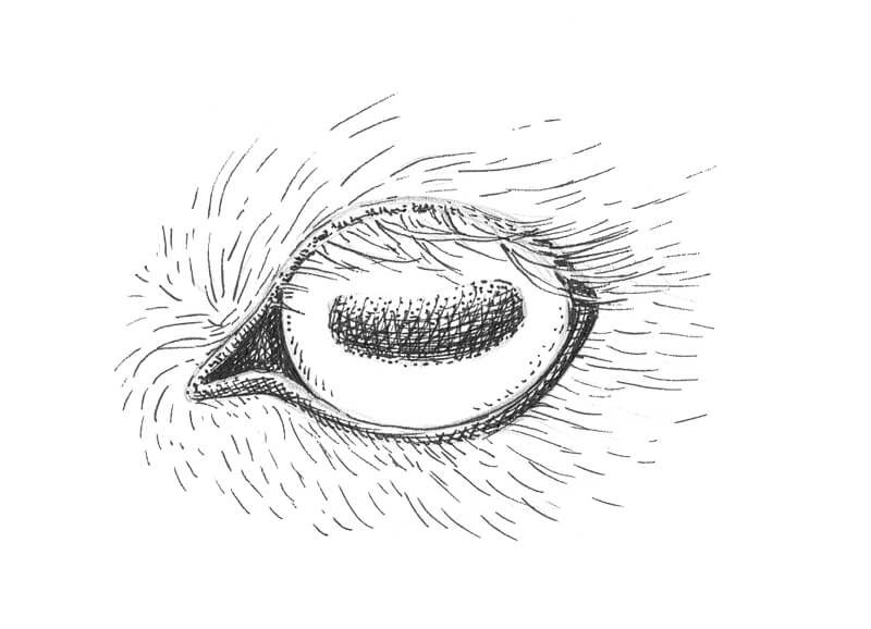 Drawing the contour lines of the goat eye with ink