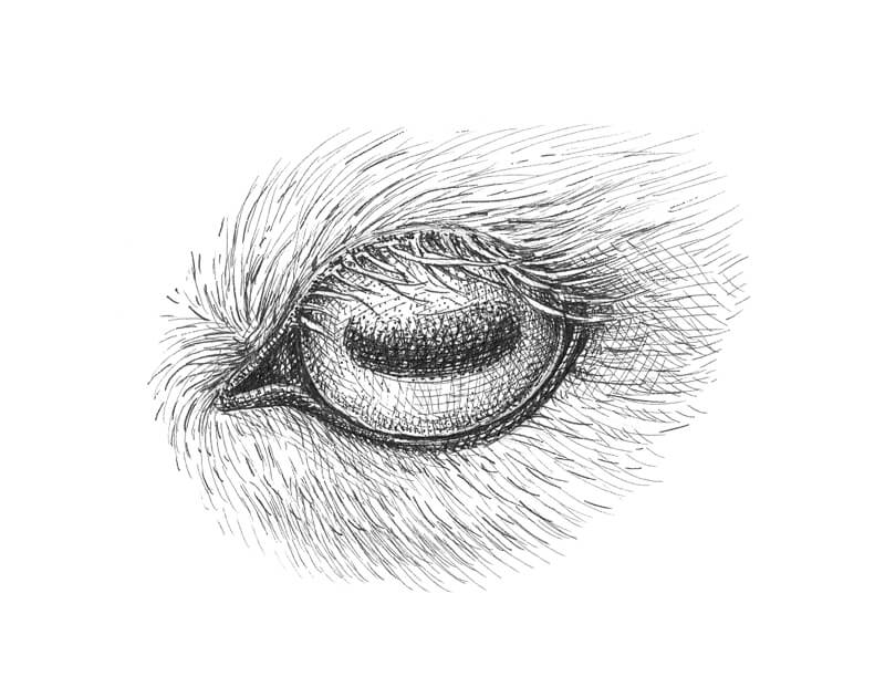 Eye Sketches by ShadowSeason on DeviantArt