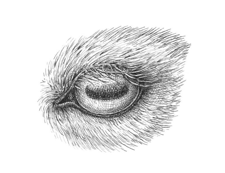 How to Draw Animal Eyes with Pen and Ink