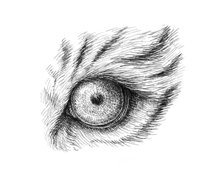 How to Draw Animal Eyes with Pen and Ink