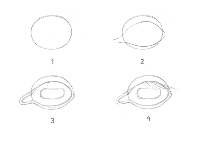 The process of drawing an animal eye with sketches