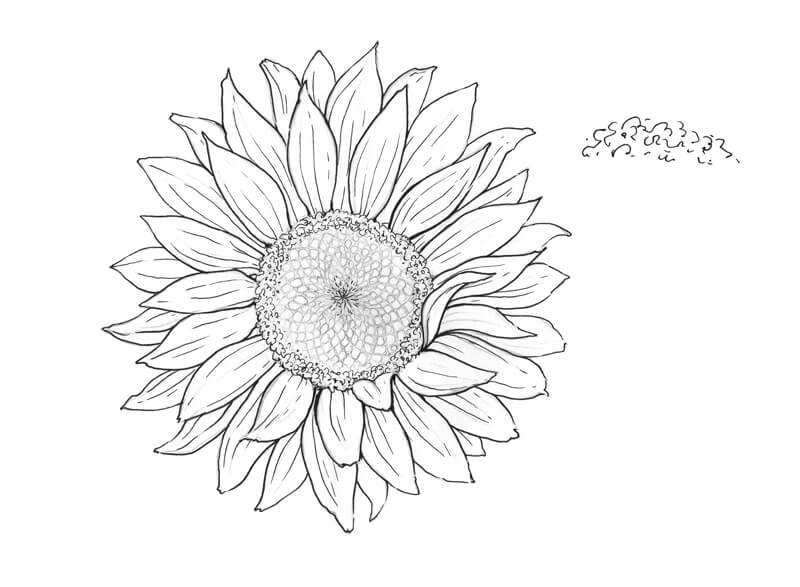 Adding secondary lines to the flower