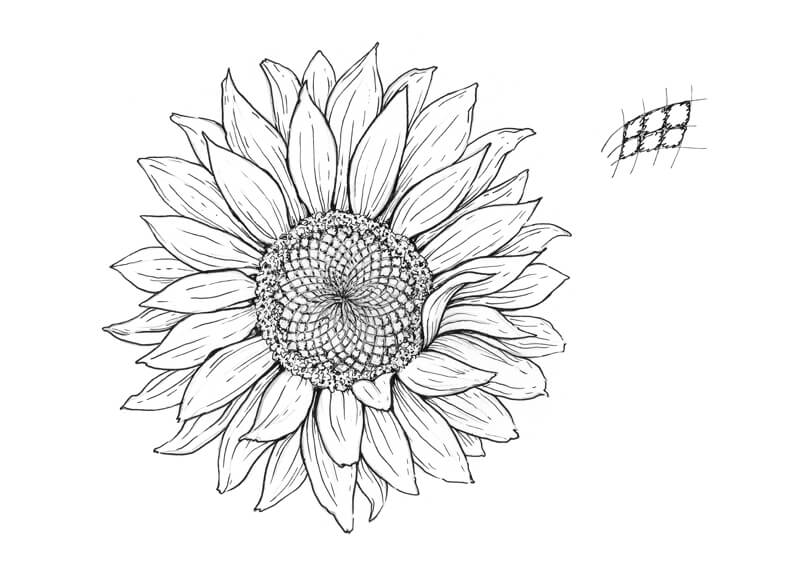 Drawing the texture on the flower petals with hatching