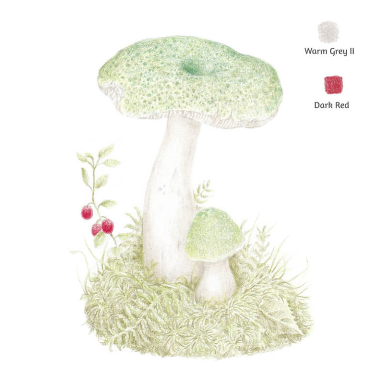 How to Draw a Mushroom with Colored Pencils