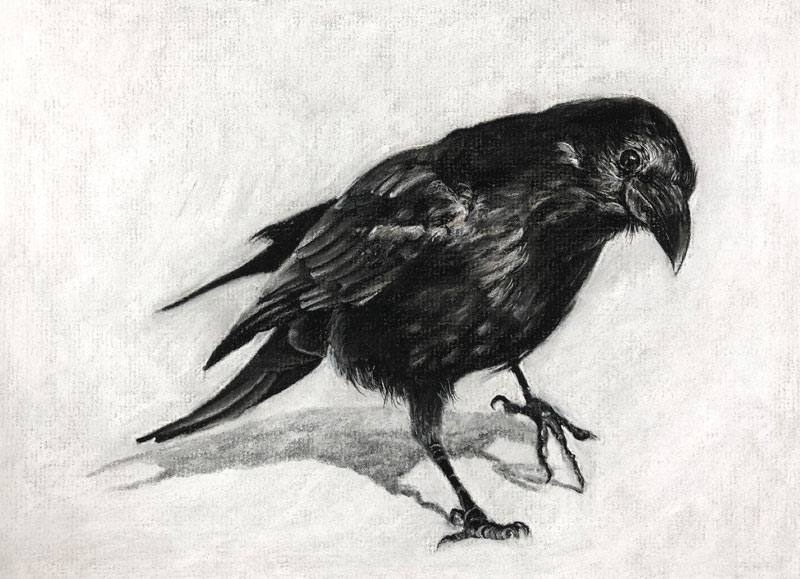 Charcoal Drawing Lesson Raven