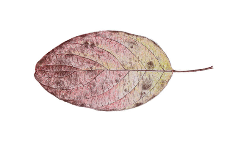 Adding details to the leaf drawing