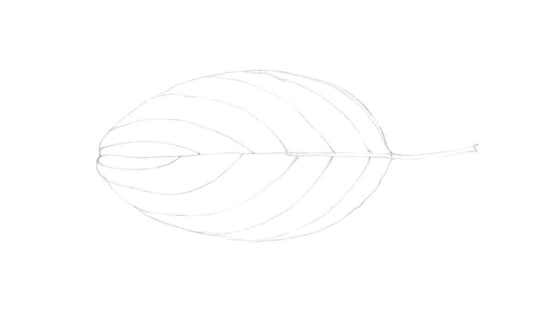 Drawing the vein of the leaf