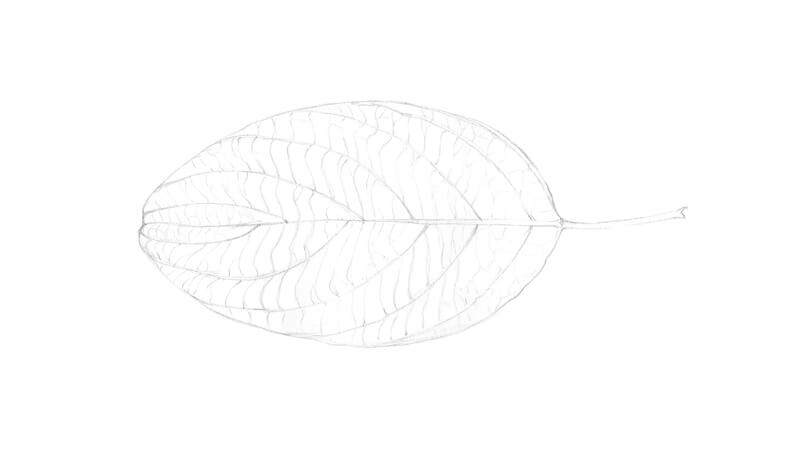 Completed underdrawing of a leaf with graphite