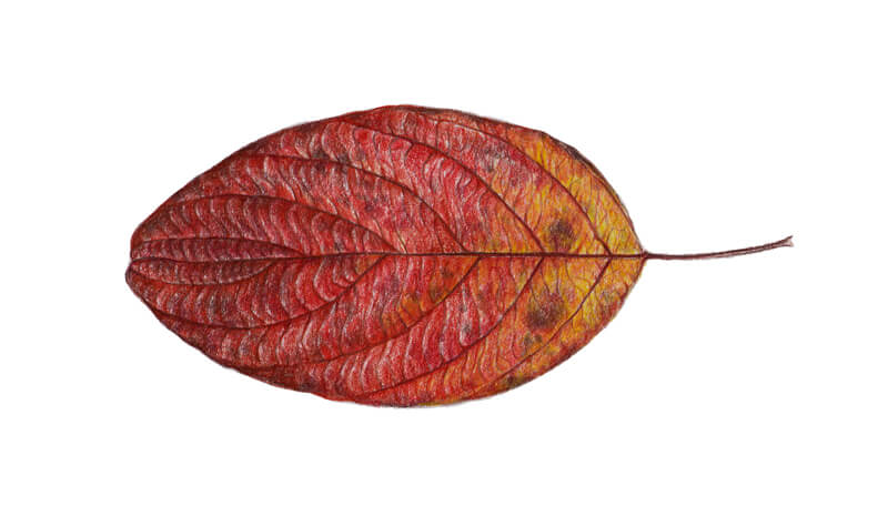 Adding details to the leaf with colored pencils