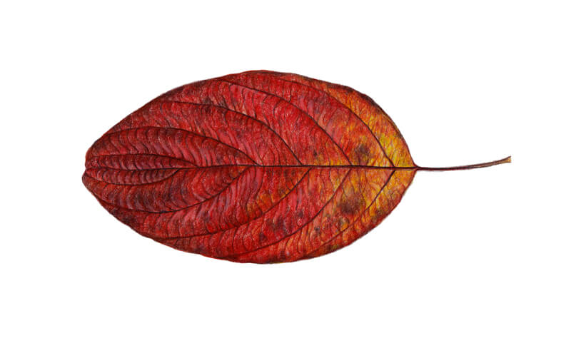 Burnishing colored pencil applications on the leaf