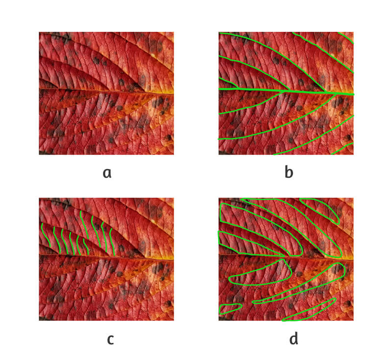 Analyzing the texture of the leaf prior to drawing