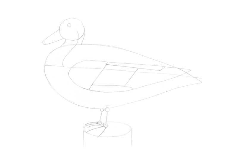 Drawing the wing of the duck with pencil