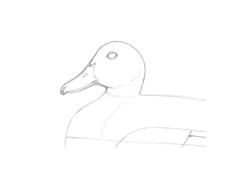 Refining the drawing of the duck's head