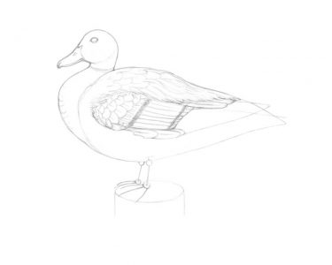 How to Draw a Duck with Ink and Water-Soluble Tinted Graphite Pencils