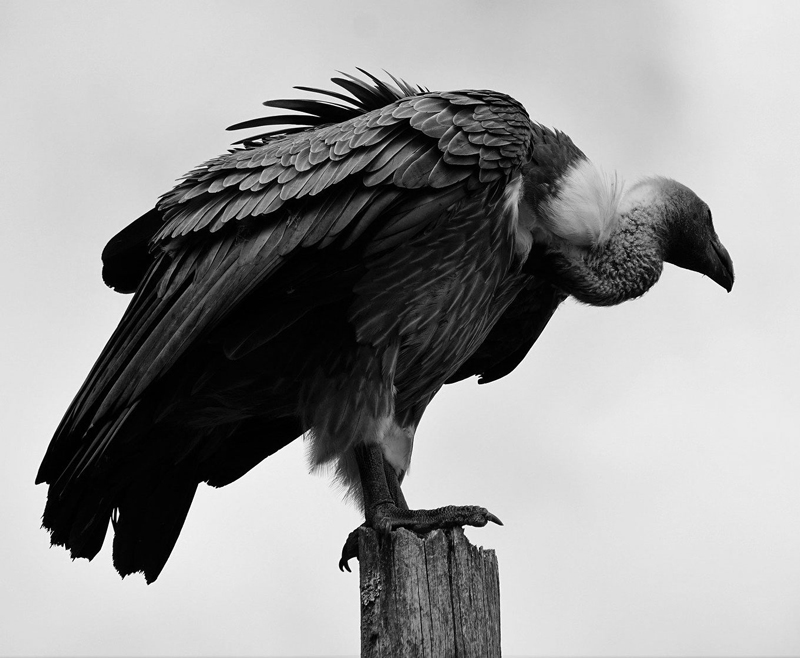 Vulture photo reference