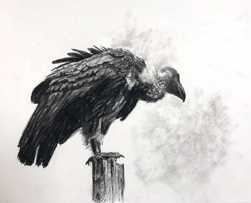 vulture drawing