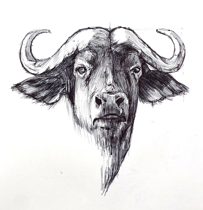 beundring Svane Byen Ball Point Pen Drawing - Cape Buffalo