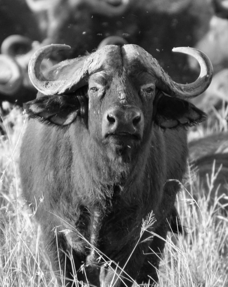 Ball Point Pen Drawing - Cape Buffalo