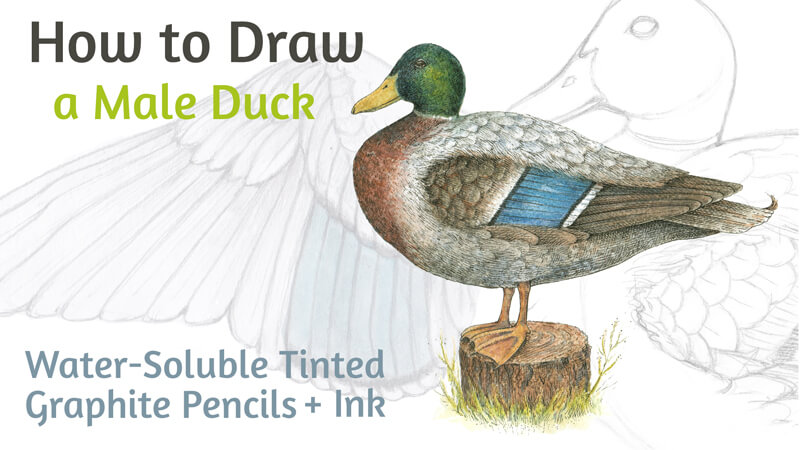 Buy Duckling Colour Art Drawing Prints A4/A3 Size, Greetings/note Card card  Can Be Personalised Online in India - Etsy