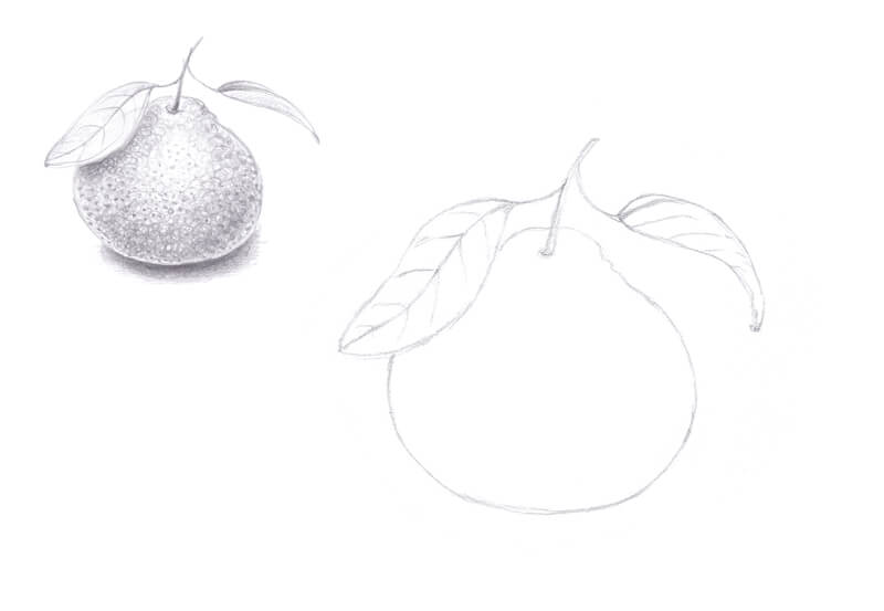 Value study drawing of a mandarin orange