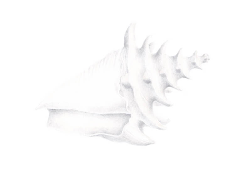 Drawing the tonal pattern of the shell