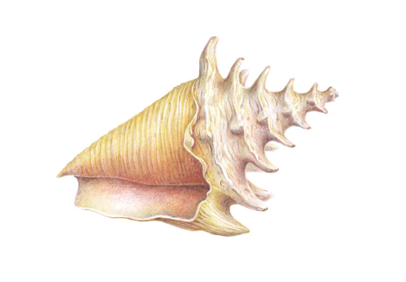 Colored pencil drawing of a seashell